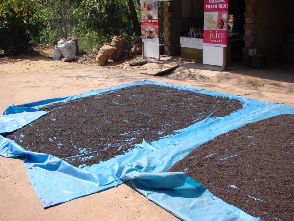 перец сушится.jpeg